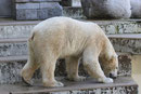 Eisbär