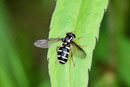 Frühe Gelbrandschwebfliege, weibl., Xanthogramma citrofasciatum