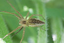 Listspinne, Pisaura mirabilis