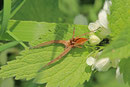 Listspinne, Pisaura mirabilis