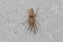 Bayrische Fischernetzspinne, Segestria bavarica