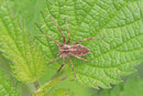 Listspinne, Pisaura mirabilis