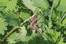 Listspinne, Pisaura mirabilis