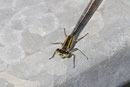 Große Pechlibelle, Ischnura elegans, Farbform infuscans