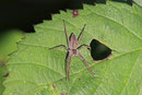 Listspinne, Pisaura mirabilis