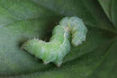 Raupe von der Gamma-Eule, Autographa gamma