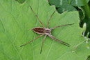 Listspinne, Pisaura mirabilis