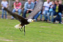 Weisskopfseeadler