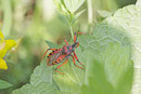 Rote Mordwanze, Rhynocoris iracundus