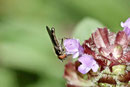 Graue Breitfuß -Schwebfliege, Platycheirus albimanus