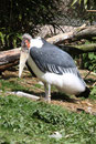 Marabu