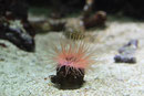 Zylinderrose, Cerianthus membranaceus