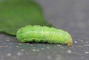 Raupe von der Gamma-Eule, Autographa gamma