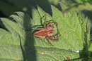 Listspinne, Pisaura mirabilis