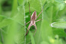 Listspinne, Pisaura mirabilis