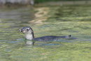 Brillenpinguin