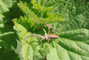 Listspinne, Pisaura mirabilis