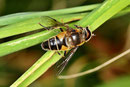Gem. Keilfleck - Schwebfliege, Eristalis pertinax