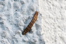 Raupe einer breitflügeligen Bandeule, Noctua comes