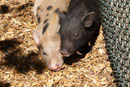 Minischwein