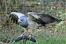 Kordillerenadler