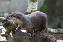 Kurzkrallenotter