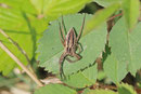 Listspinne, Pisaura mirabilis