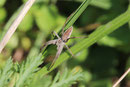 Listspinne, Pisaura mirabilis