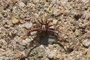 Krabbenspinne, Xysticus sp.