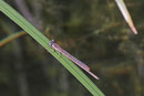 Winterlibelle, Sympecma fusca