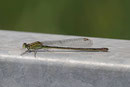 Große Pechlibelle, Ischnura elegans, Farbform infuscans