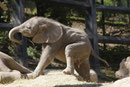 Afrikanischer Elefant