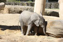 Afrikanischer Elefant
