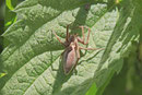 Listspinne, Pisaura mirabilis