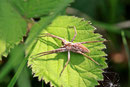 Listspinne, Pisaura mirabilis