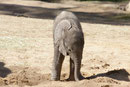 Afrikanischer Elefant