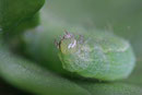 Raupe von der Gamma-Eule, Autographa gamma