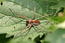 Listspinne, Pisaura mirabilis