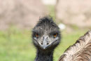 Emu