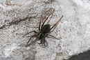 Kleiner Laufwolf, Pardosa cf. pullata