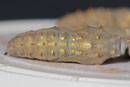 Puppe vom Distelfalter, Vanessa cardui