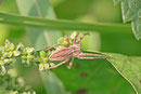 Listspinne, Pisaura mirabilis