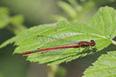 Frühe Adonislibelle, Pyrrhosoma nymphula