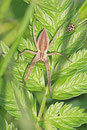 Listspinne, Pisaura mirabilis
