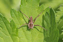Listspinne, Pisaura mirabilis