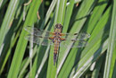Vierfleck, Libellula quadrimaculata