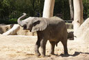 Afrikanischer Elefant