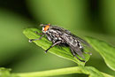 Graue Fleischfliege, Sarcophaga sp.