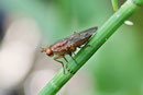 Hornfliege, weibl., Tetanocera sp.