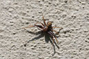 Krabbenspinne, Xysticus sp.